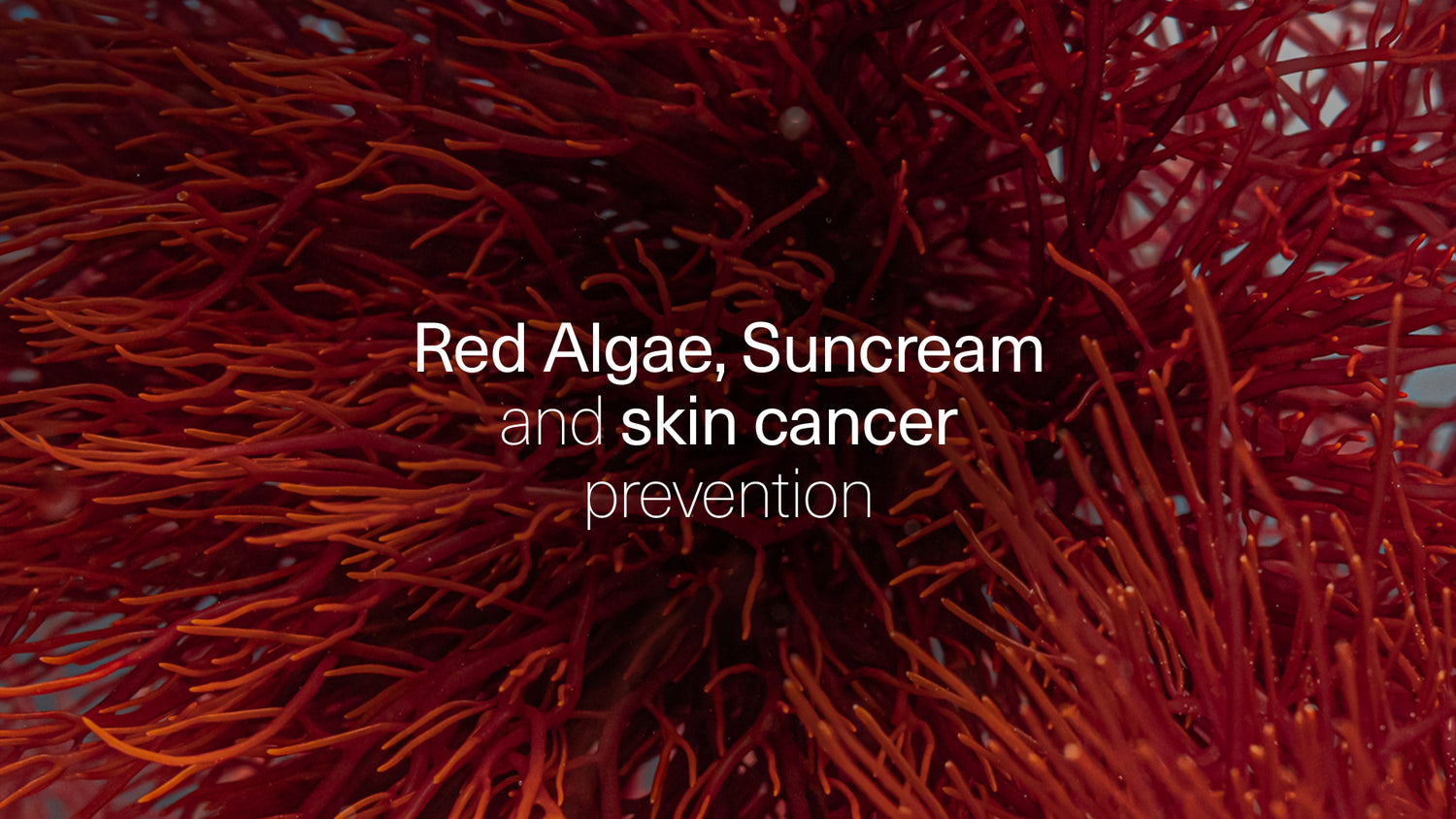 Red Algae, Suncream and skin cancer prevention: A Holistic Approach to Skin care