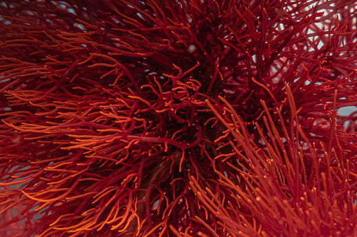 What is Red Algae?